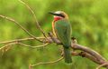 White fronted bee-eater