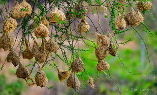 Weaver finches hanging nests