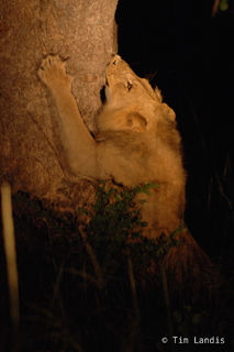 Lion Marking his territory ( like bears)
