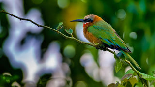 The bee eater-3768