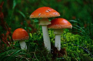 Magic Mushroom family