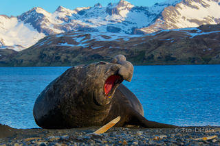 Southern Elephant Seal with Whale Bone