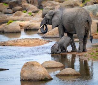 Mother elephant with baby elephant drinking directly from river.  