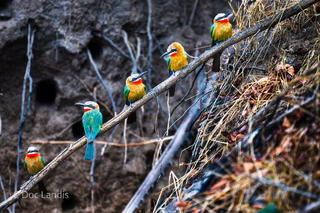 Five Bee Eaters sitting on a stick
