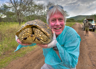 removing the leopard tortoise off the road
