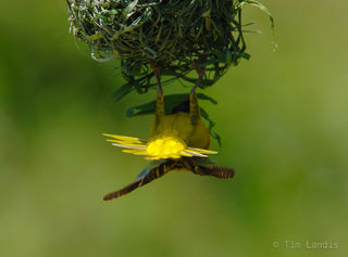 weaver busy building new nest