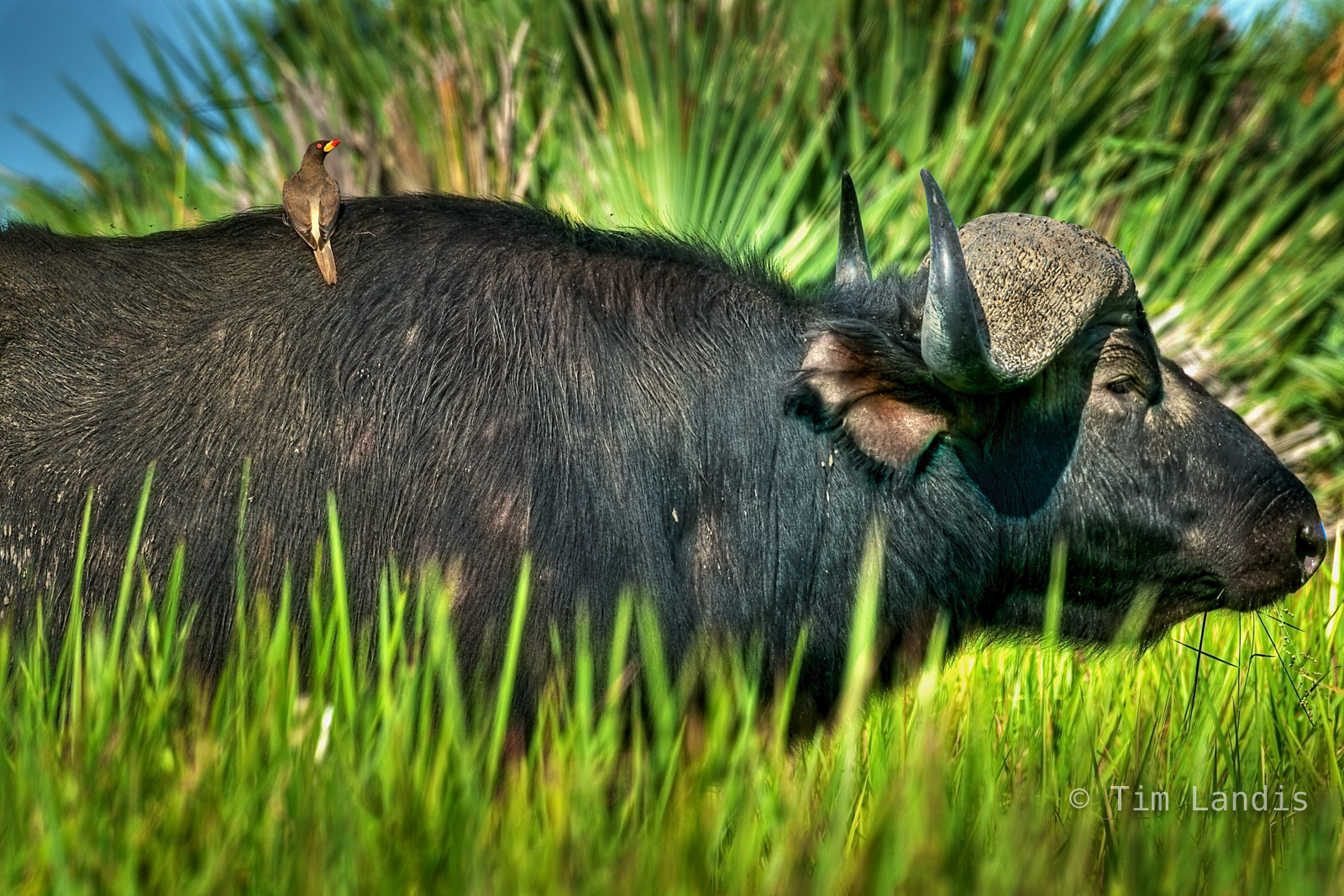 buffalo with ox pecker
