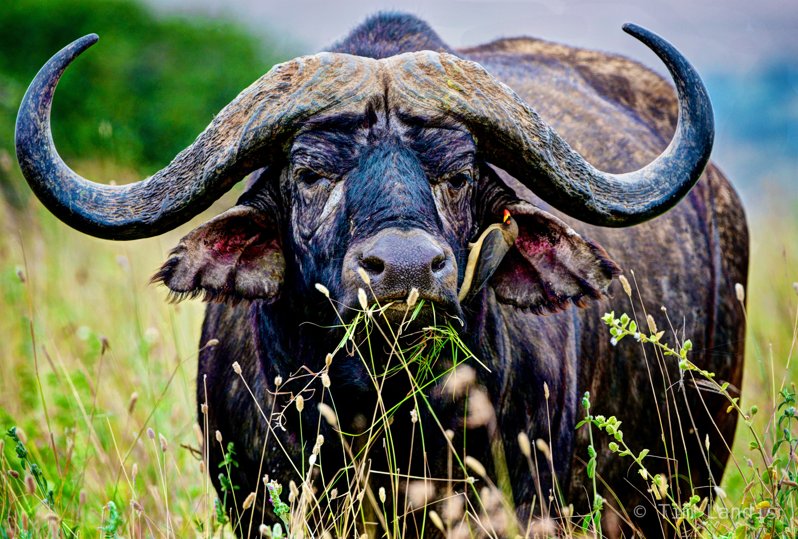 Cape Buffalo,Buffalo with bird, buffalo with Ox pecker, Buffalo portrait, big horns, munching