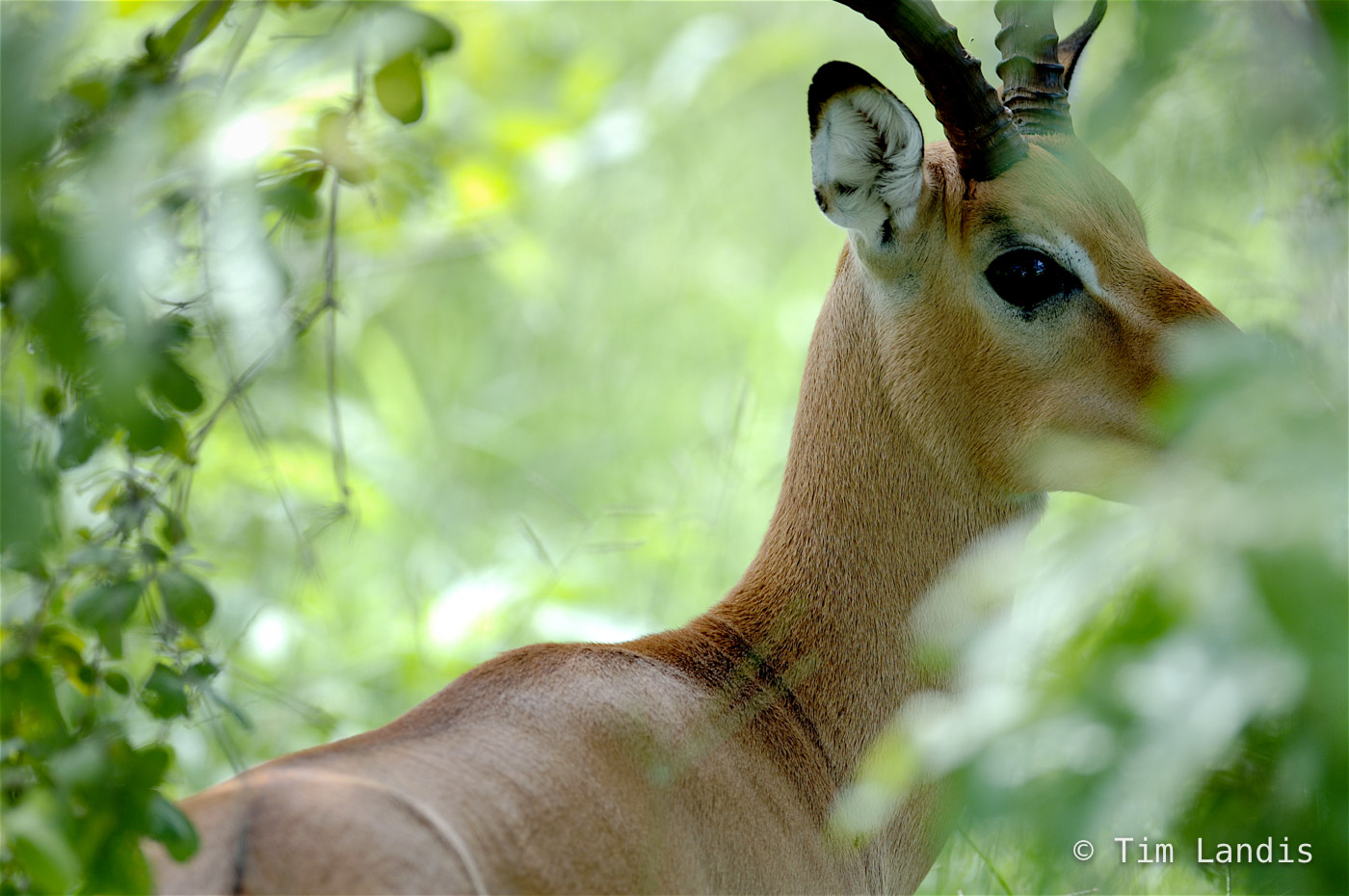 Impala steps into the forest