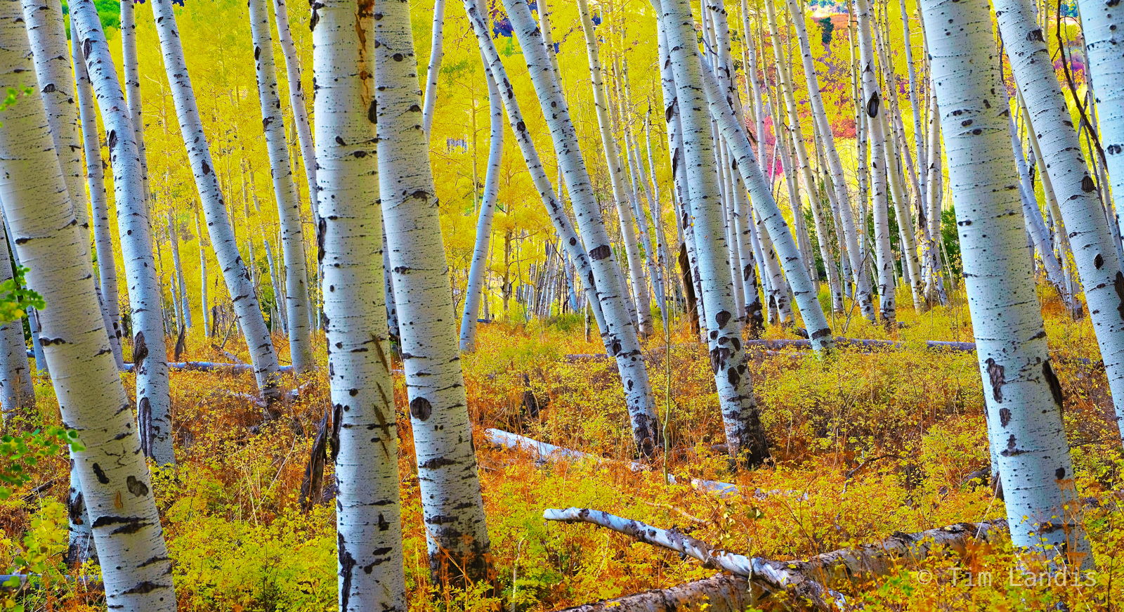 Aspen grove in Colorado