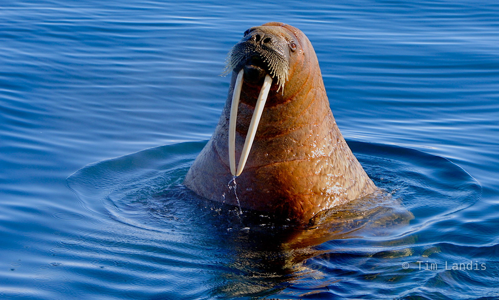 Forget Paul, I am the Walrus