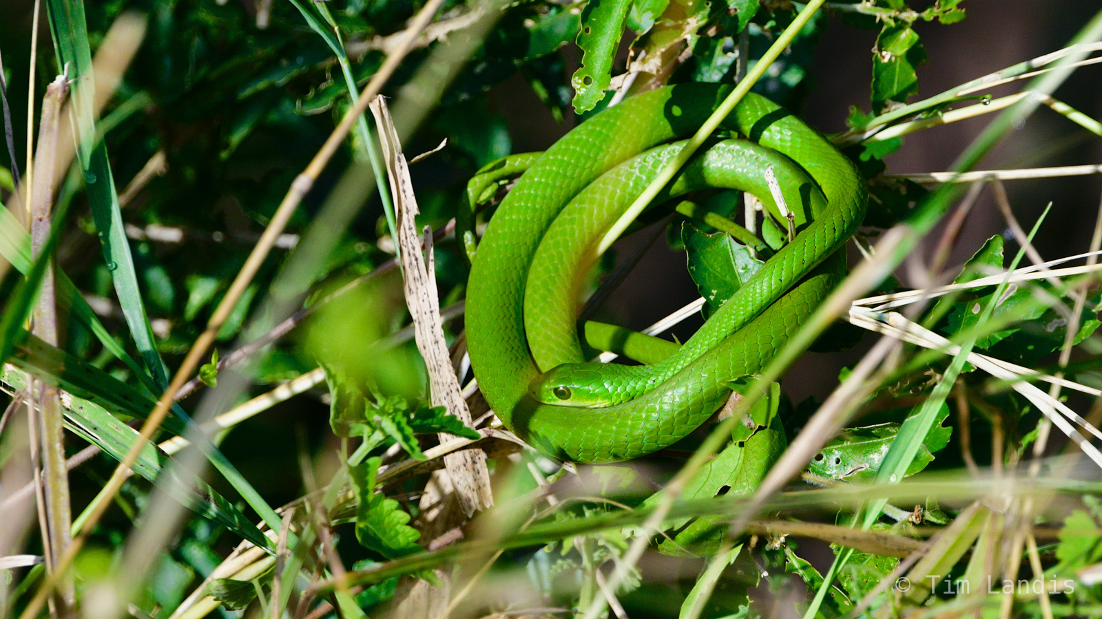 Green mamba, venomous vipers, green snakes, deadly snake,