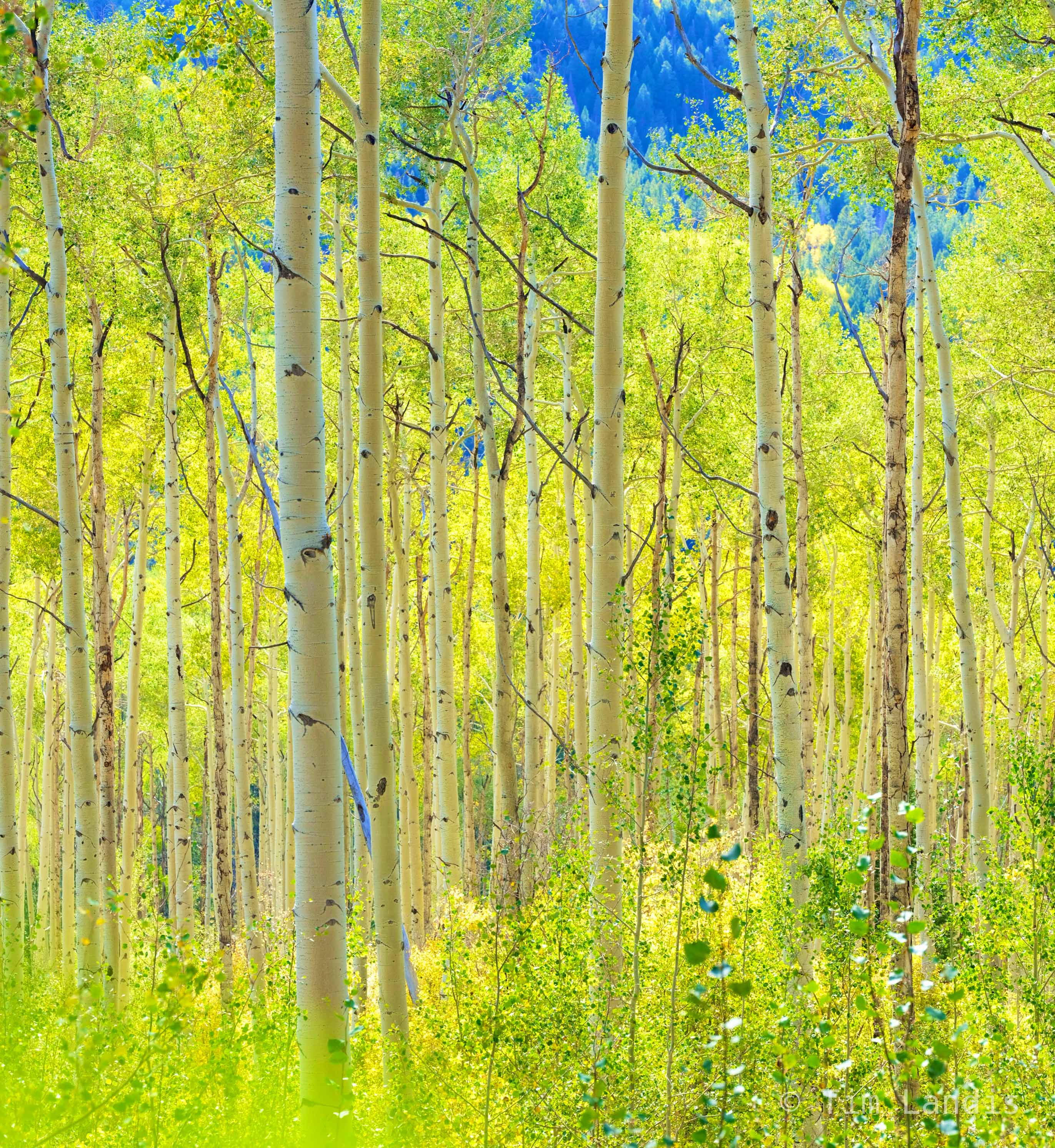 Aspen grove of green to gold