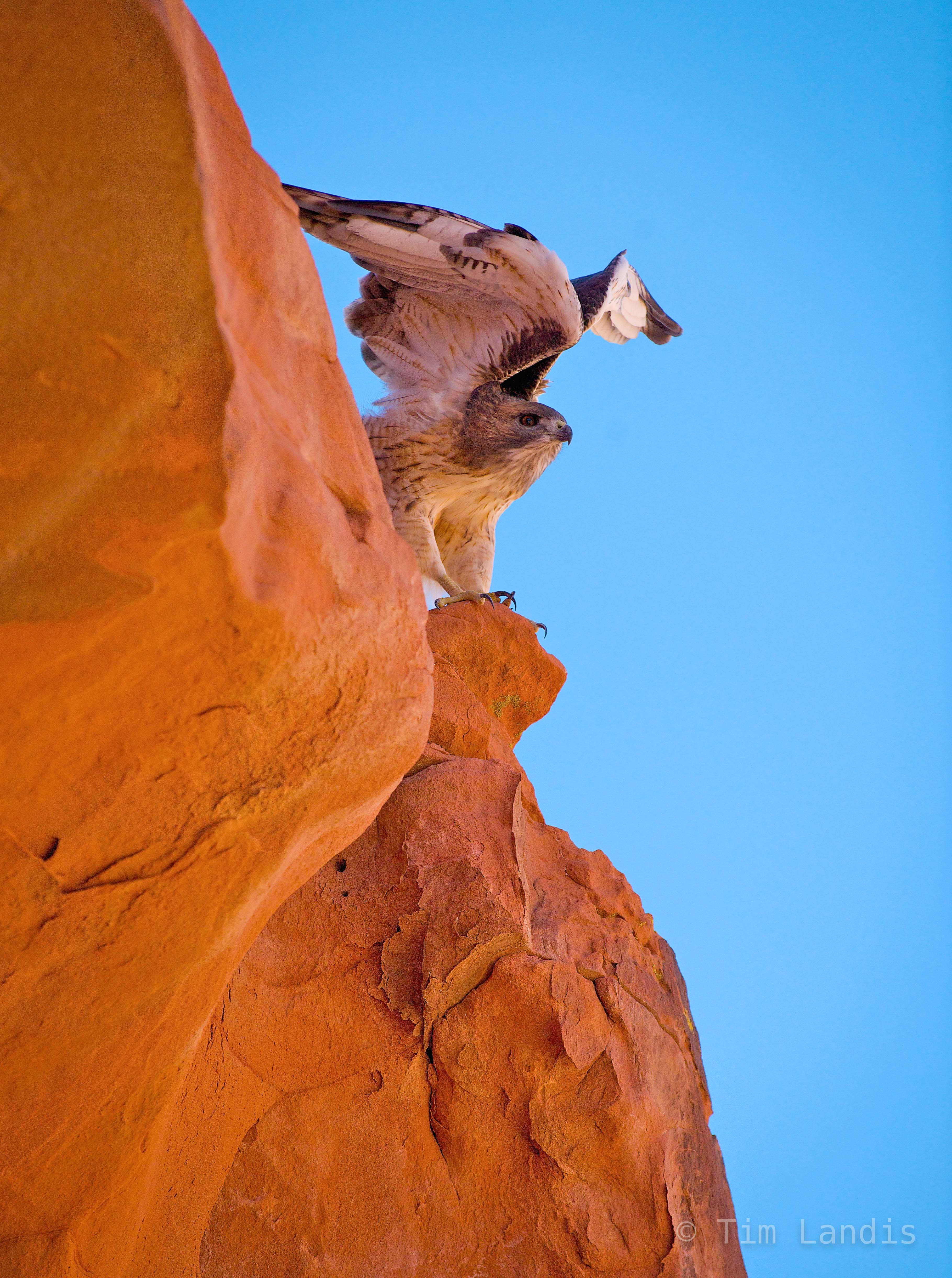 A hawk has his eye on dinner and prepares to attack