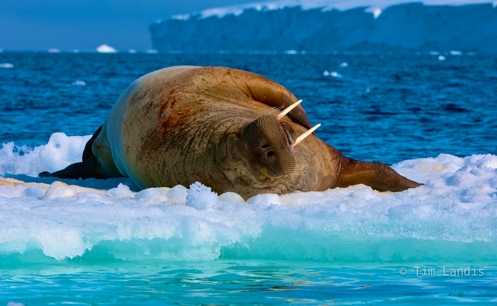 Walrus on iceberg, Norway, walrus