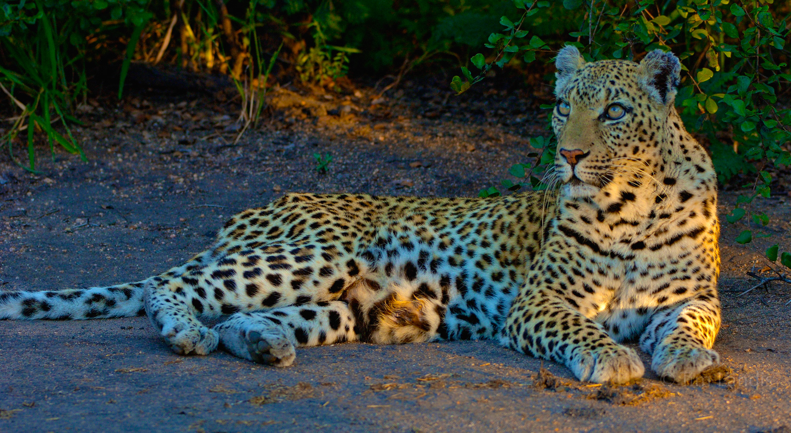 elegant leopardess