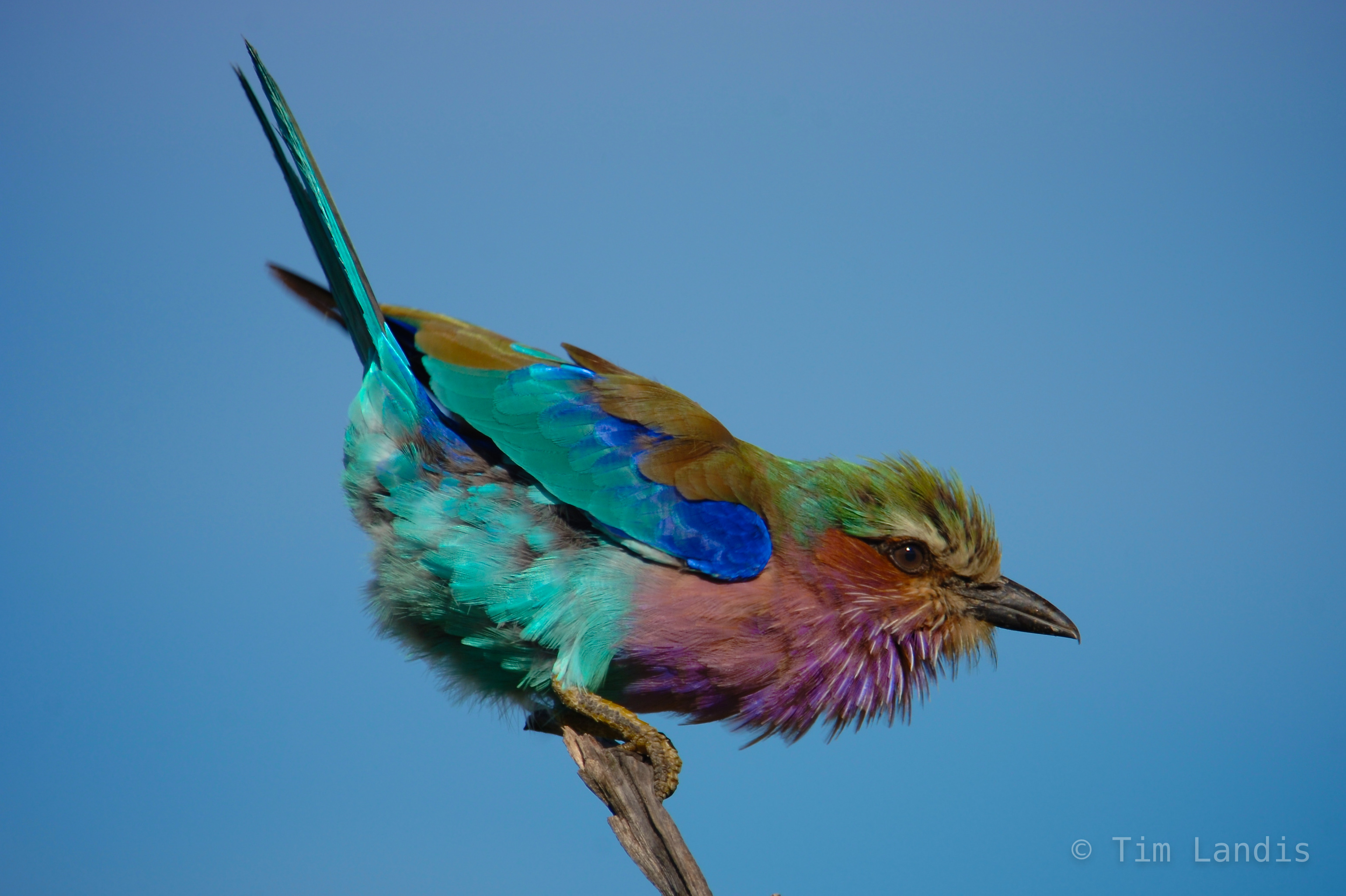 a friendly roller fluffs and bows, posing roller,