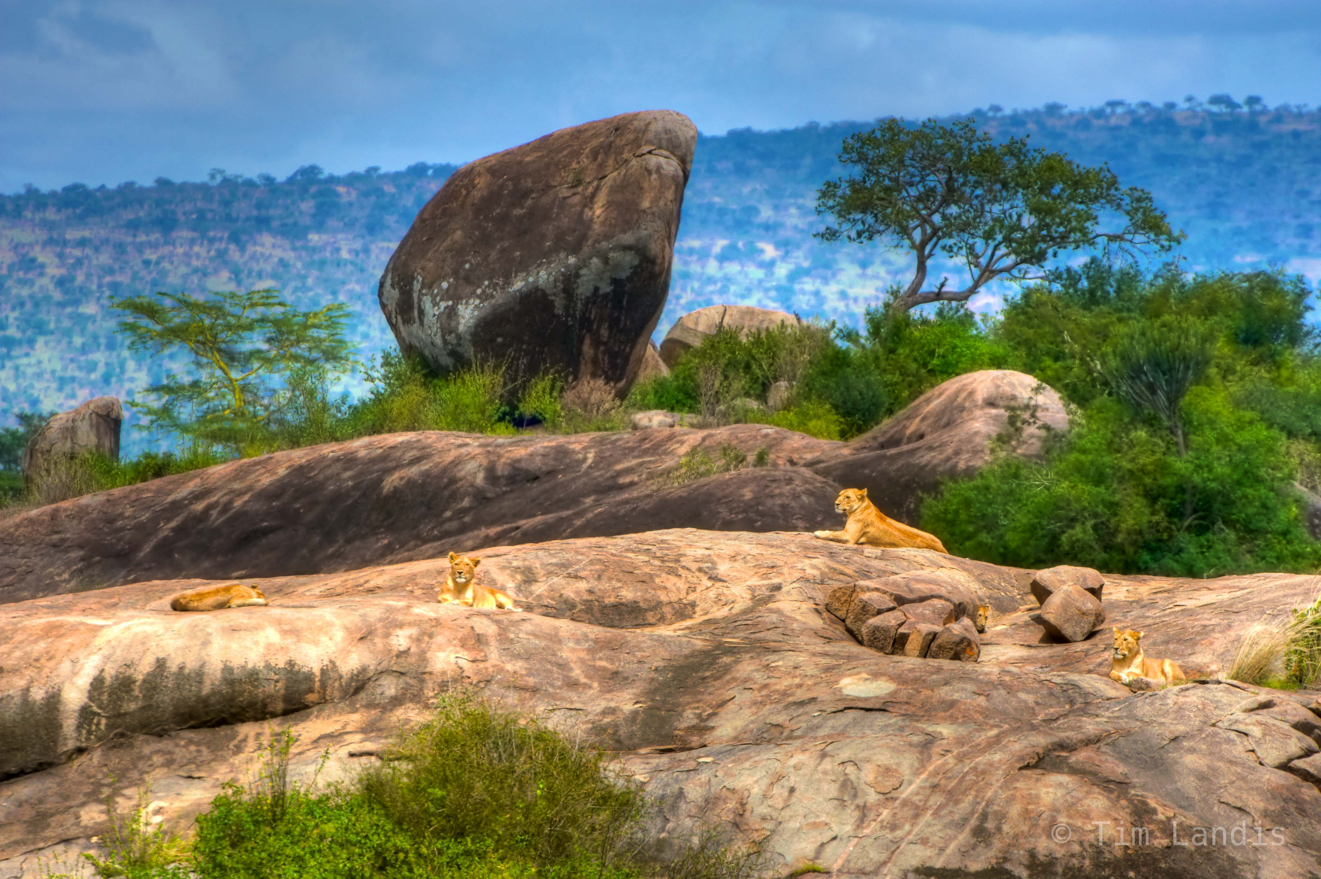 A pride of lions relax in the sun on a massive granite outcropping