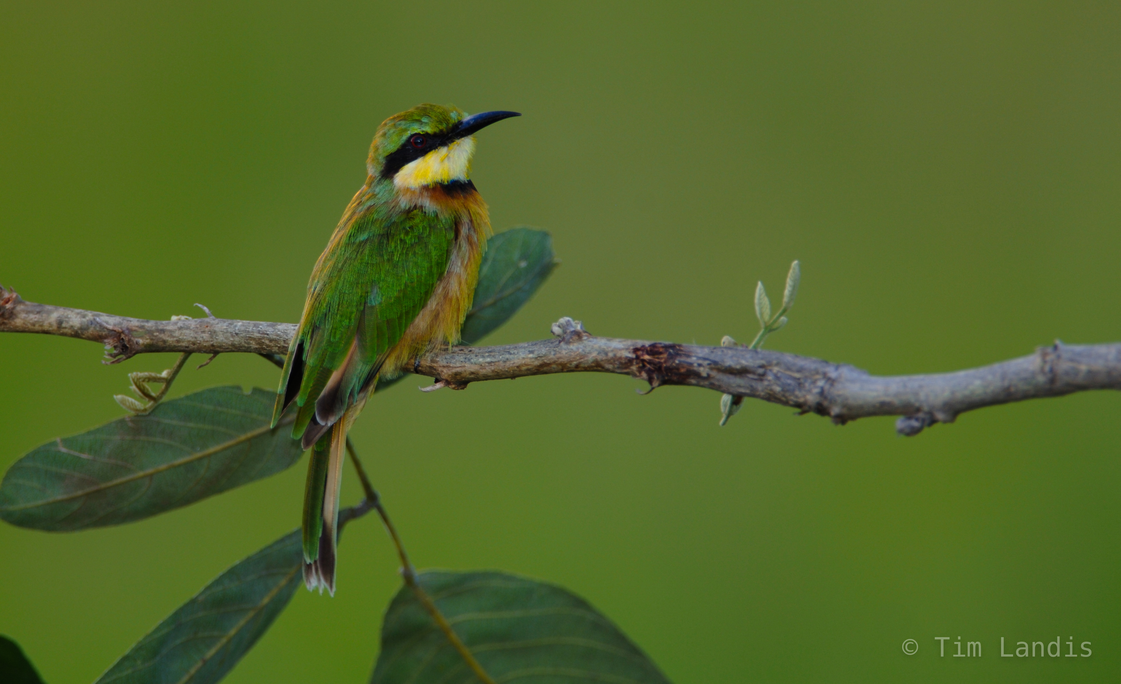 rear 3/4 view of little bee-eater