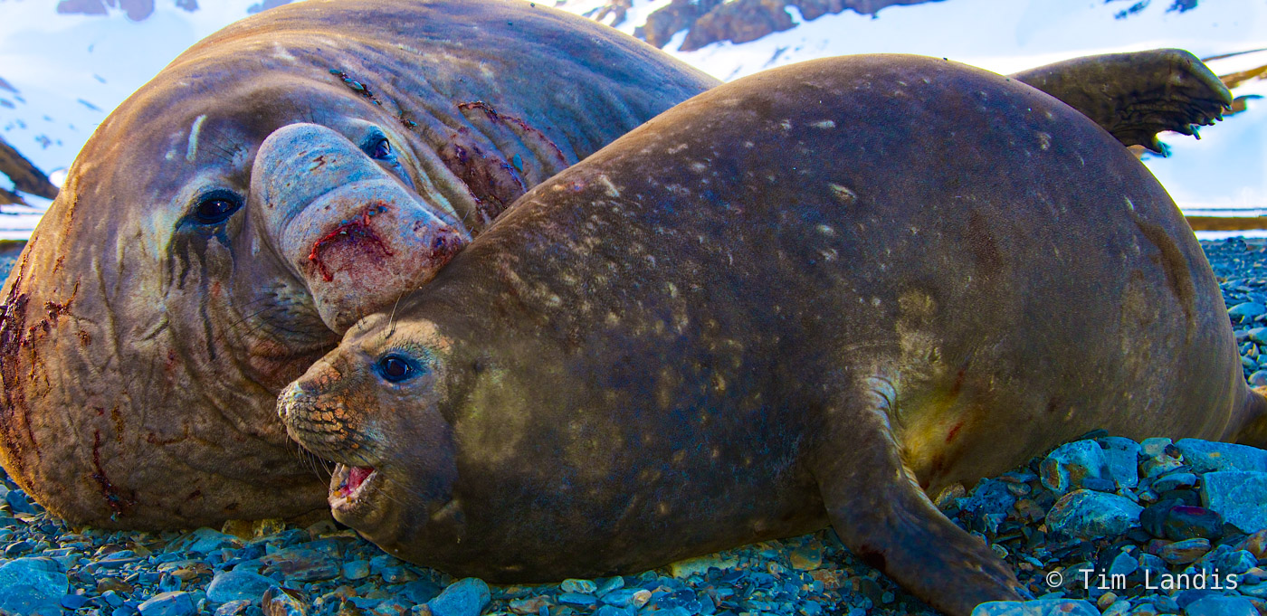 a pair of southern elephant seals seem to share a secret, 3/4 view,&nbsp;
