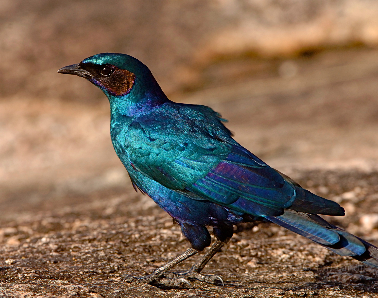Superb starling shows his stuff