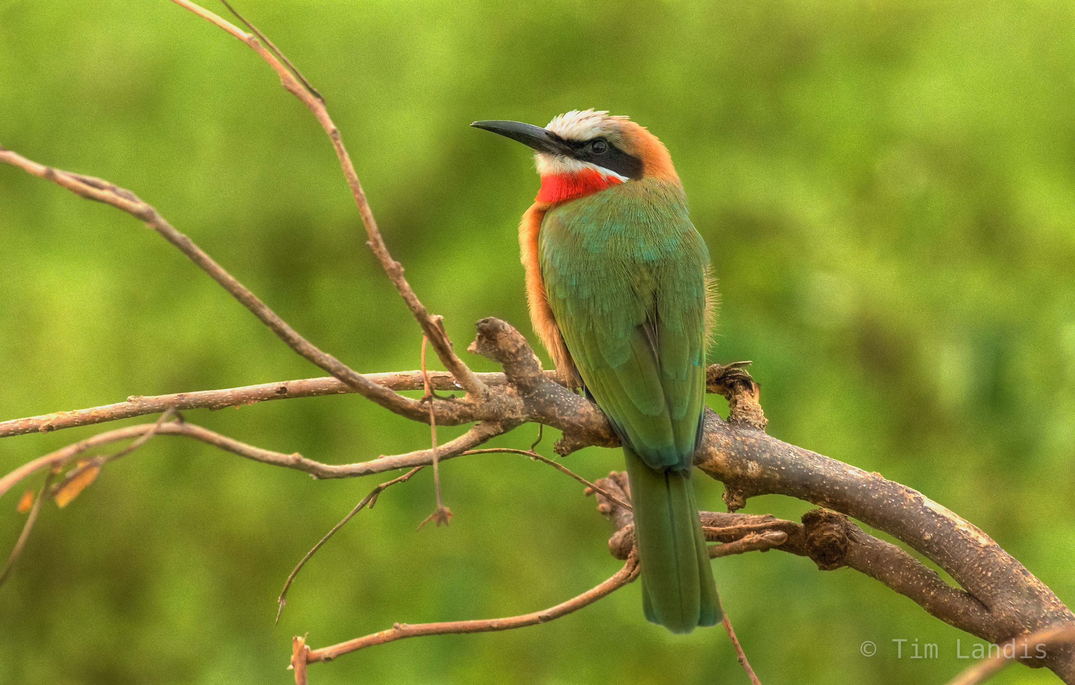 I catch a glance from a white fronted bee-eater