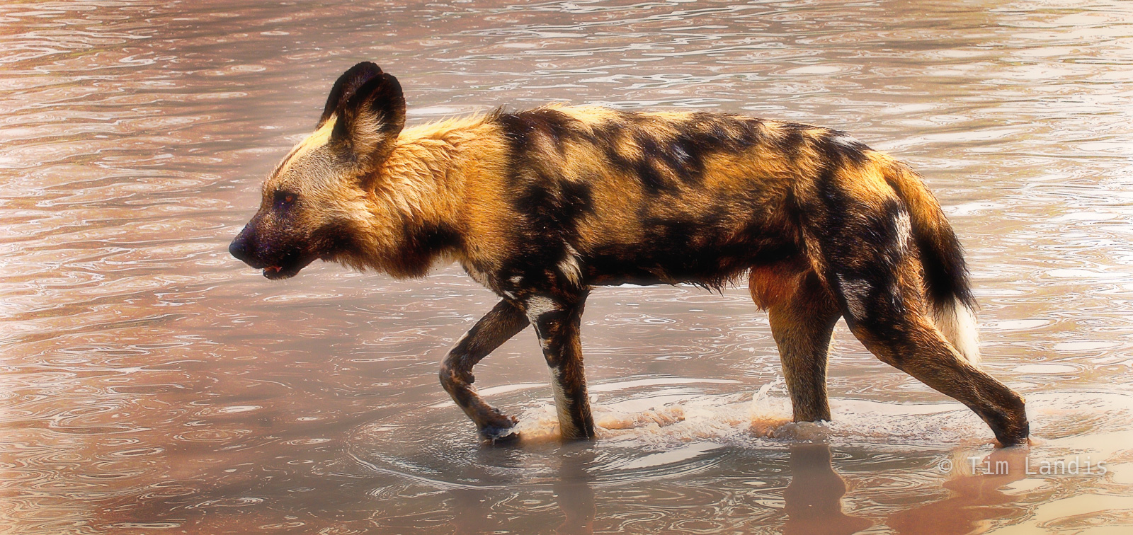 Wild dog wading through a pond on a hunt