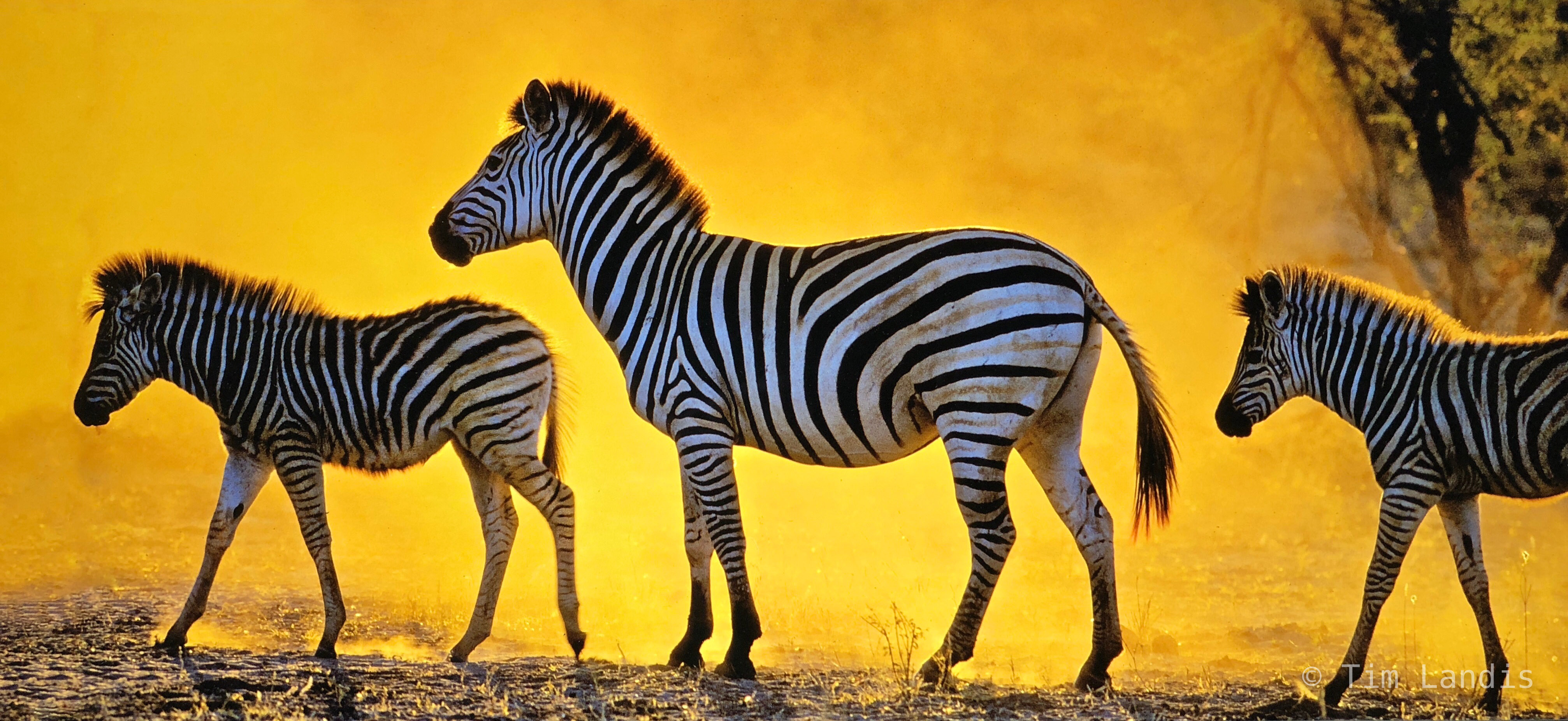 Three zebras in a golden light