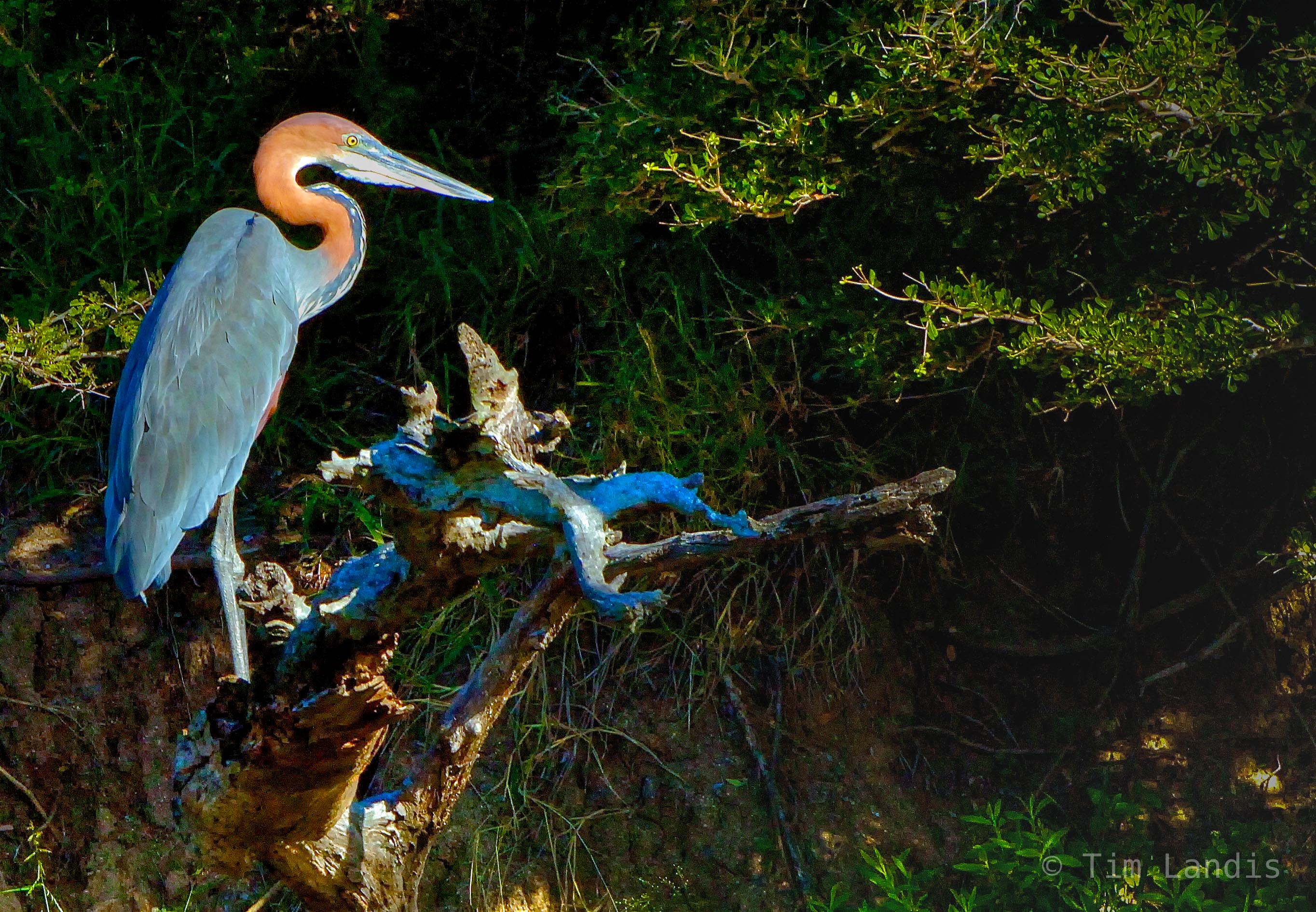 Up to 5 &nbsp;feet tall, wingspan to 7 1/2 feet wide, the worlds largest heron waits for a fish to rise.