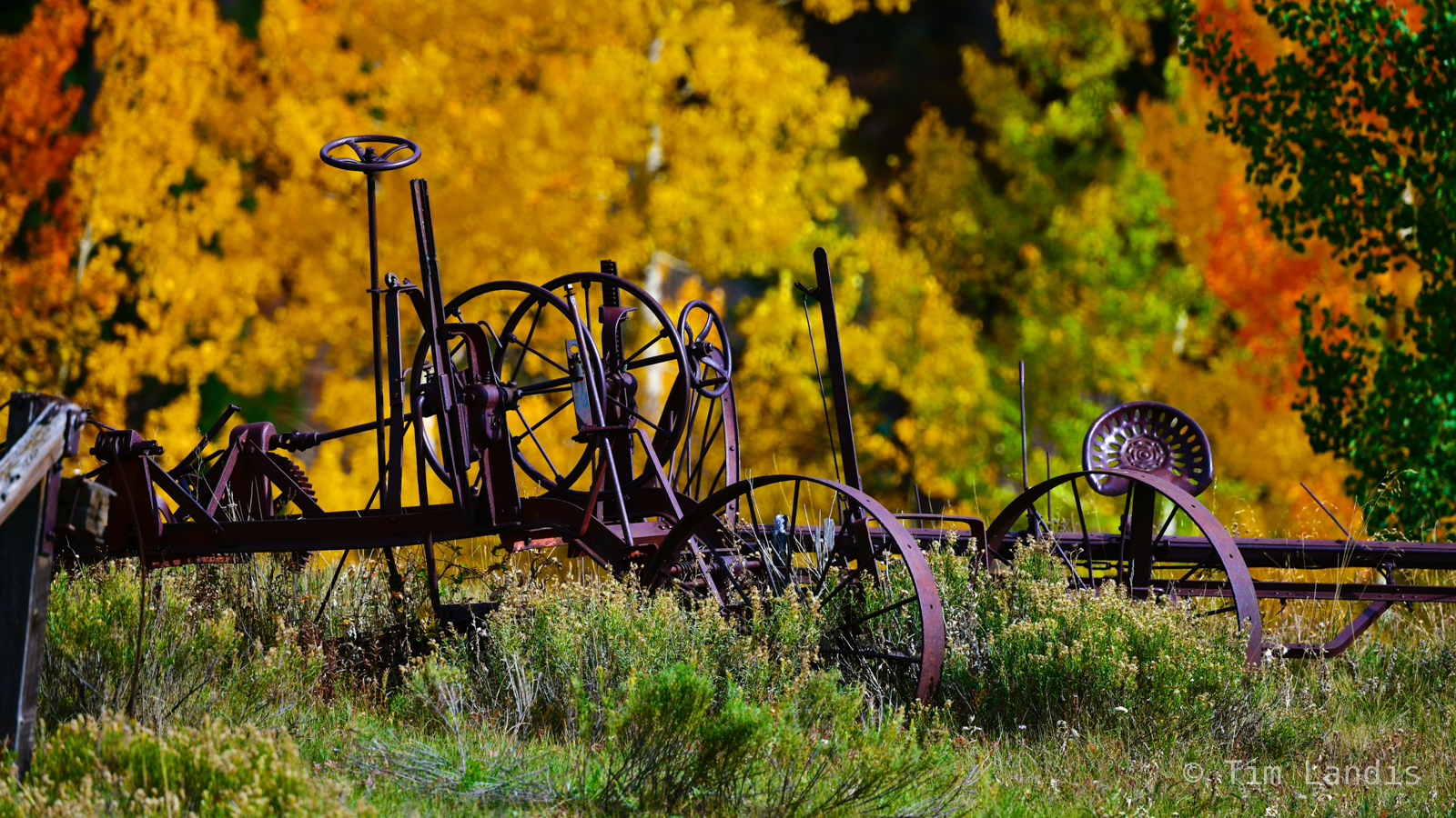 Abandoned machines in the forest of golden aspens